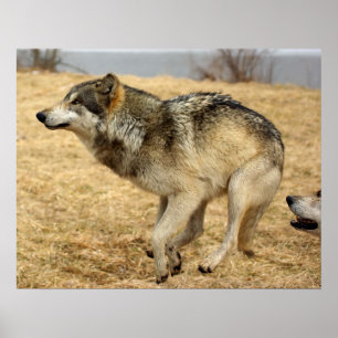 The Cartoon Wolf Shot Poster