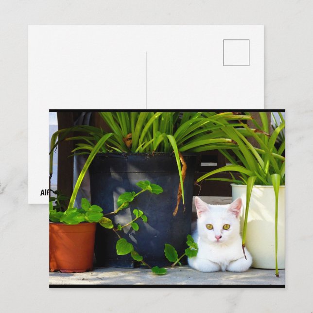 The Cat Amongst the Plants Postcard (Front/Back)