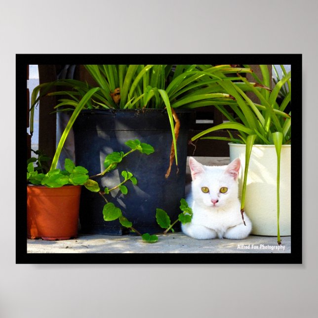 The Cat Amongst the Plants Poster (Front)
