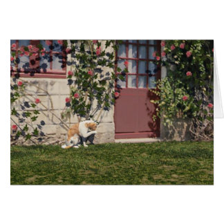 The Cat At Rose Cottage