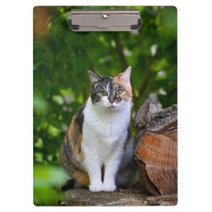 The Cat      Clipboard