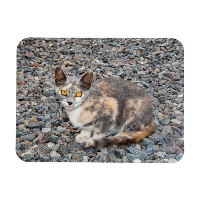 The Cat   Pillow Case Magnet (Horizontal)