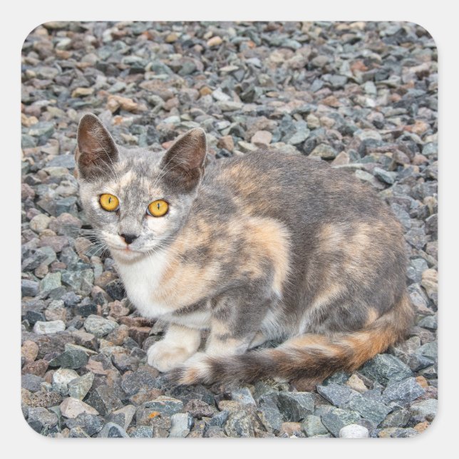 The Cat   Pillow Case Square Sticker (Front)