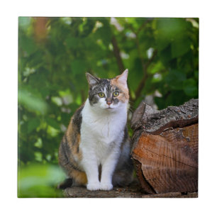 The Cat Tile