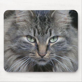 The Cats Eyes Have It Mouse Pad