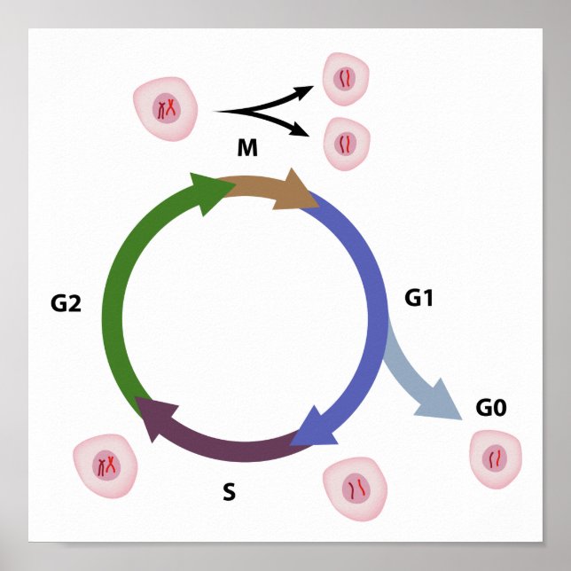 The cell cycle poster (Front)