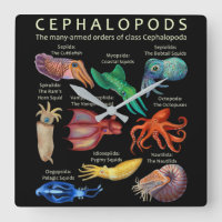 The Cephalopod Octopus Squid Cuttlefish