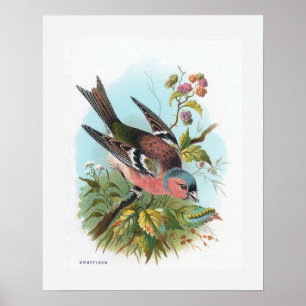 The Chaffinch Poster
