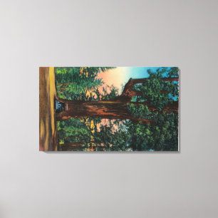 The Chandelier Tree, Underwood Park Canvas Print