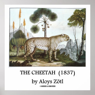 The Cheetah (1837) by Aloys Zötl Poster