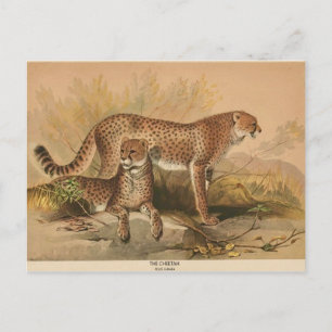 The Cheetah Vintage Zoological Sketch Postcard