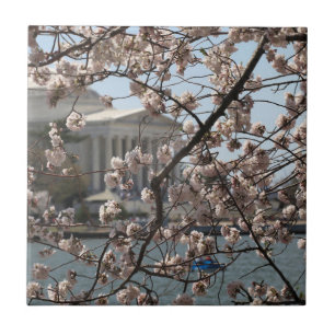 The Cherry Blossoms In Bloom In Washington DC Tile