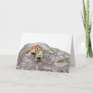 The chipmunk card