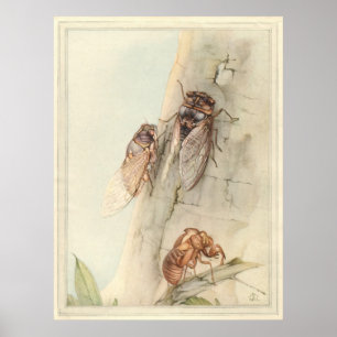 THE CICADA - Insect Book Illustration Poster