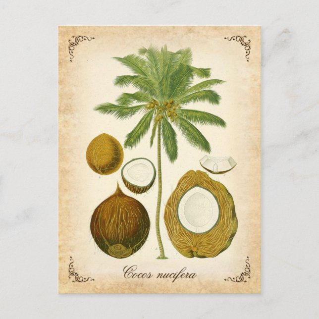 The coconut palm - vintage illustration postcard (Front)
