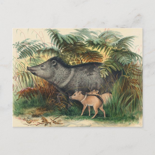 The Collared Peccary by Joseph Wolf Postcard (Front)