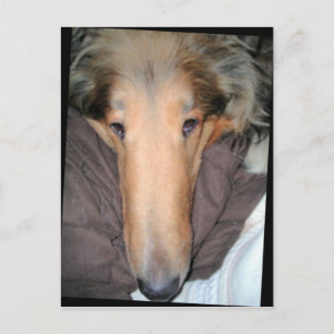 The Collie NOSE postcard