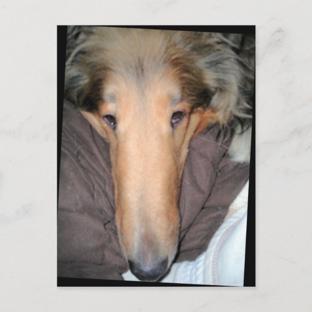 The Collie NOSE postcard (Front)