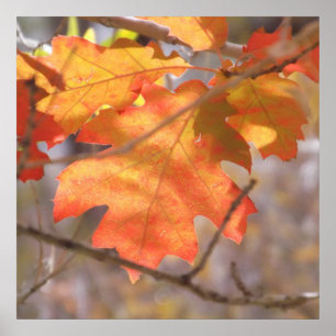 The Colour Of Autumn Poster