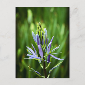 The Colour Purple Postcard