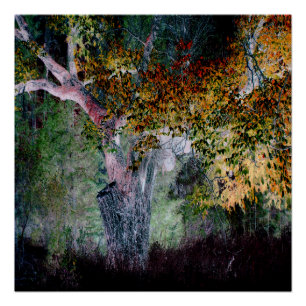 The Colours of Fall.... Poster