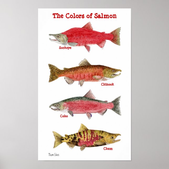 The Colours of Salmon Poster (Front)
