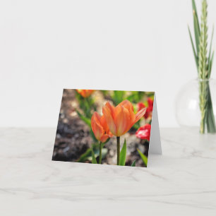 The Colours of Spring Note Cards