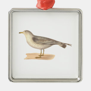 The Common American Gull	(Larus zonorhyncus) Metal Ornament