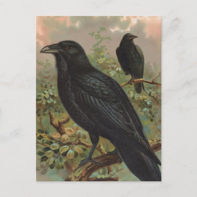 The Common Raven Vintage Bird Illustration Postcard (Front)