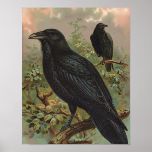 The Common Raven Vintage Bird Illustration Poster (Front)