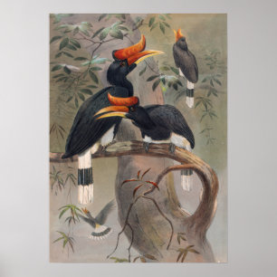 The Concave-Casqued Hornbill by Joseph Wolf Poster