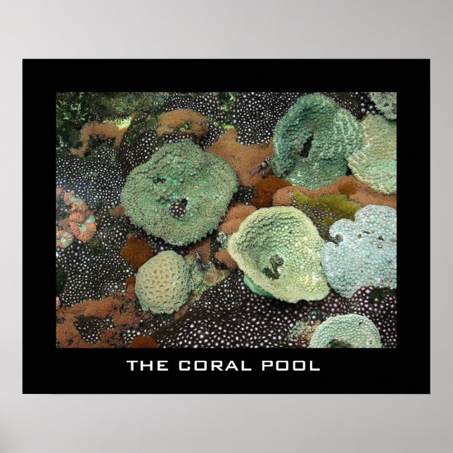 The coral pool poster (Front)