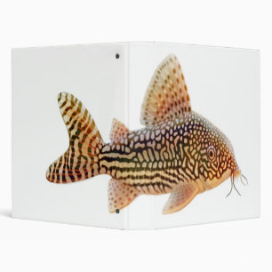The Corydoras Sterbai Catfish Binder