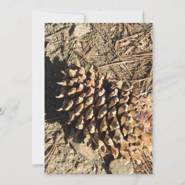 The Coulter Pinecone Holiday Card (Back)
