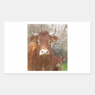 The cow and his calf - The cow and its calf Sticker