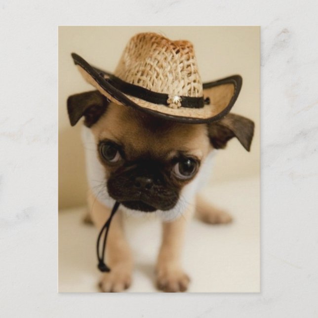 The Cowboy Pug Puppy Postcard (Front)