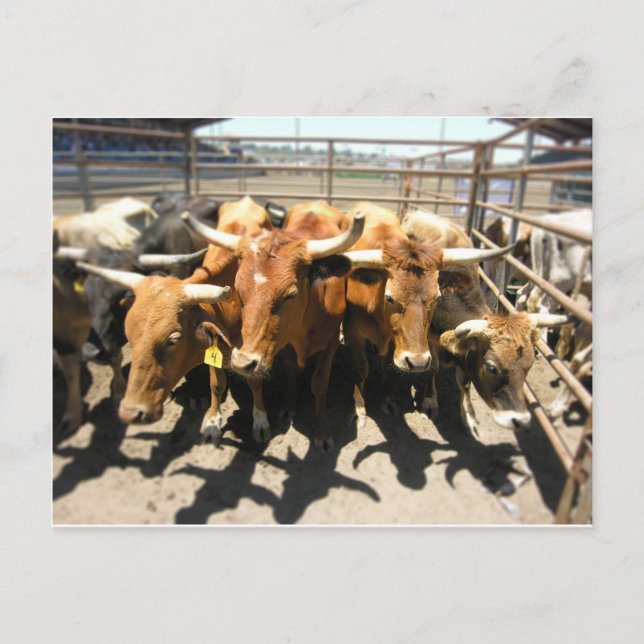 The cows came home postcard (Front)