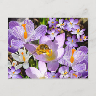 THE CROCUS TASTER  ~ Postcard