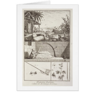 The cultivation of cotton, from the 'Encyclopedia'