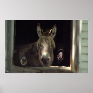 The Curious Trio Poster