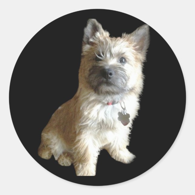 The Cutest Cairn Terrier Ever!  Cuter than Toto! Classic Round Sticker (Front)