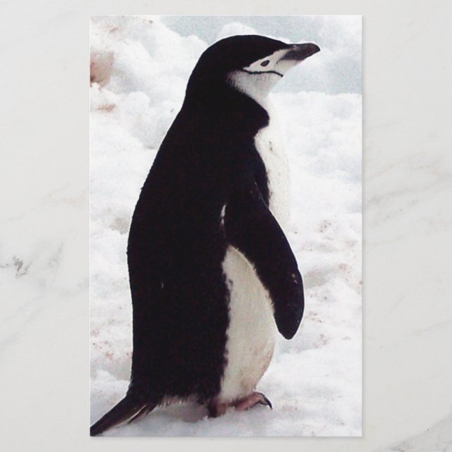 The Cutest Penguin, Ever (Front)