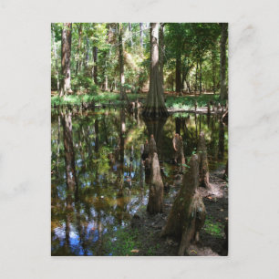The Cypress Bog Postcard