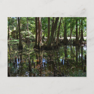 The Cypress Trees 2 Postcard