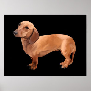 The Dachshund by Stephen Renn Framed Print