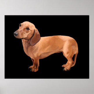 The Dachshund by Stephen Renn Framed Print
