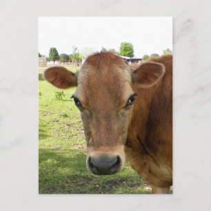 The Dairy Expert Postcard