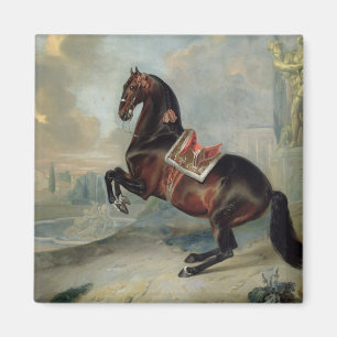 The dark bay horse 'Valido' Magnet