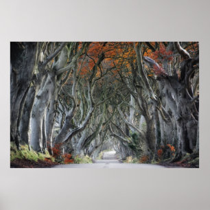 THE DARK HEDGES, BALLYMONEY, IRELAND POSTER