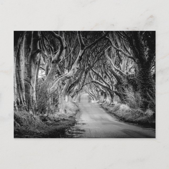 The Dark Hedges in Black&White Postcard (Front)
